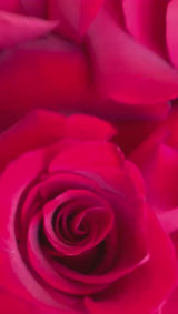 12 Red Roses Bouquet